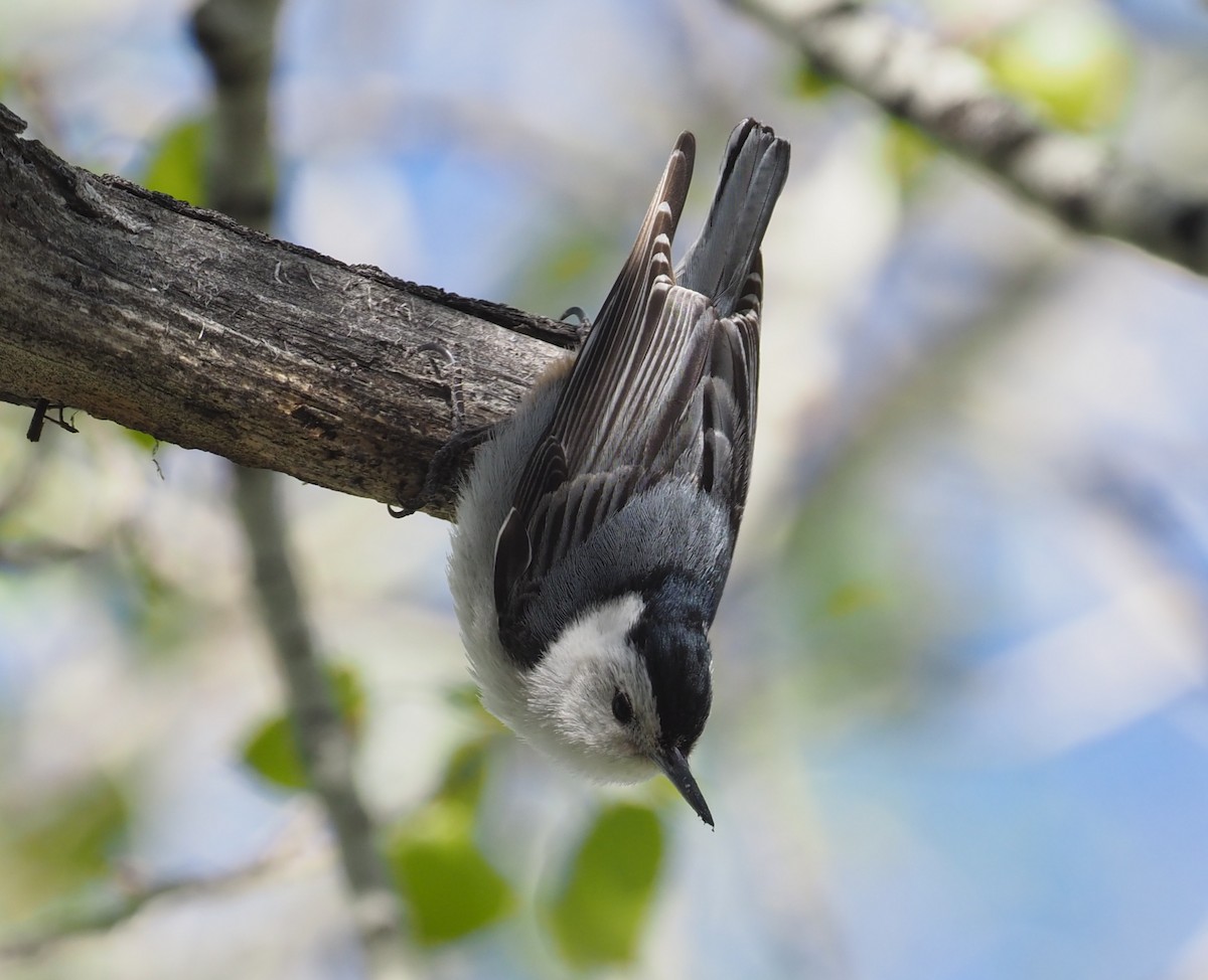 White-breasted Nuthatch - ML239978521