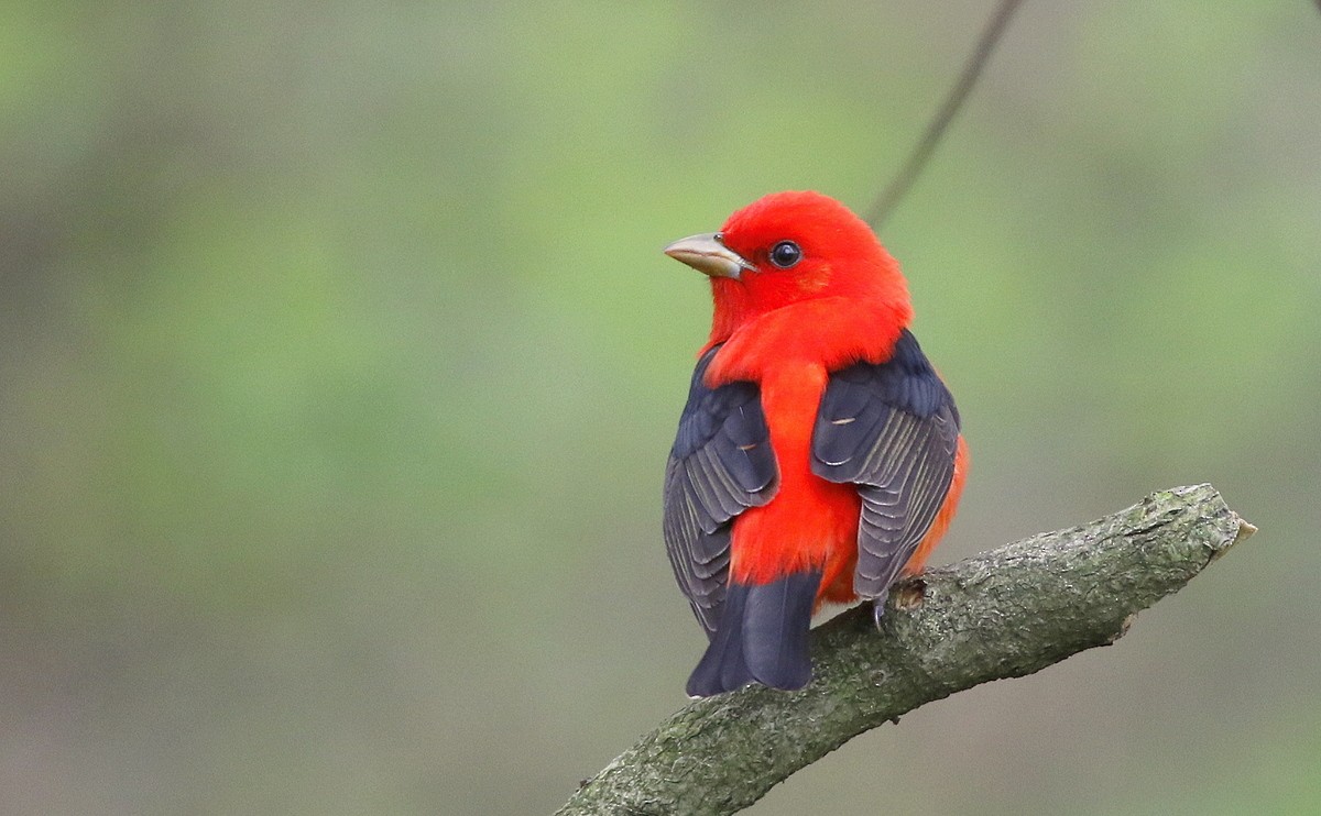 Scarlet Tanager - ML239979631