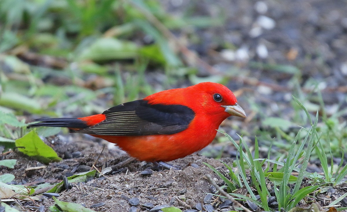 Scarlet Tanager - ML239979701