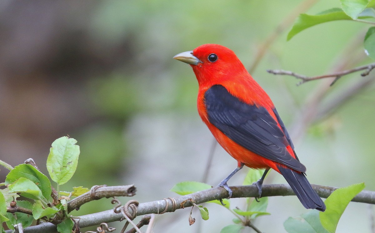 Scarlet Tanager - ML239979721