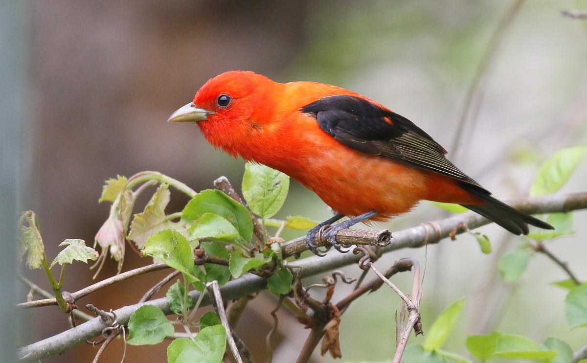 Scarlet Tanager - ML239979881