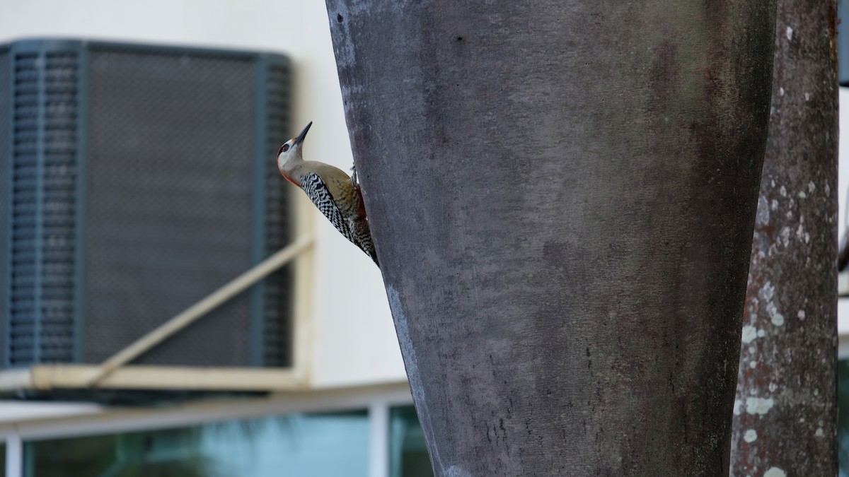 West Indian Woodpecker - Hadrien Bourdon