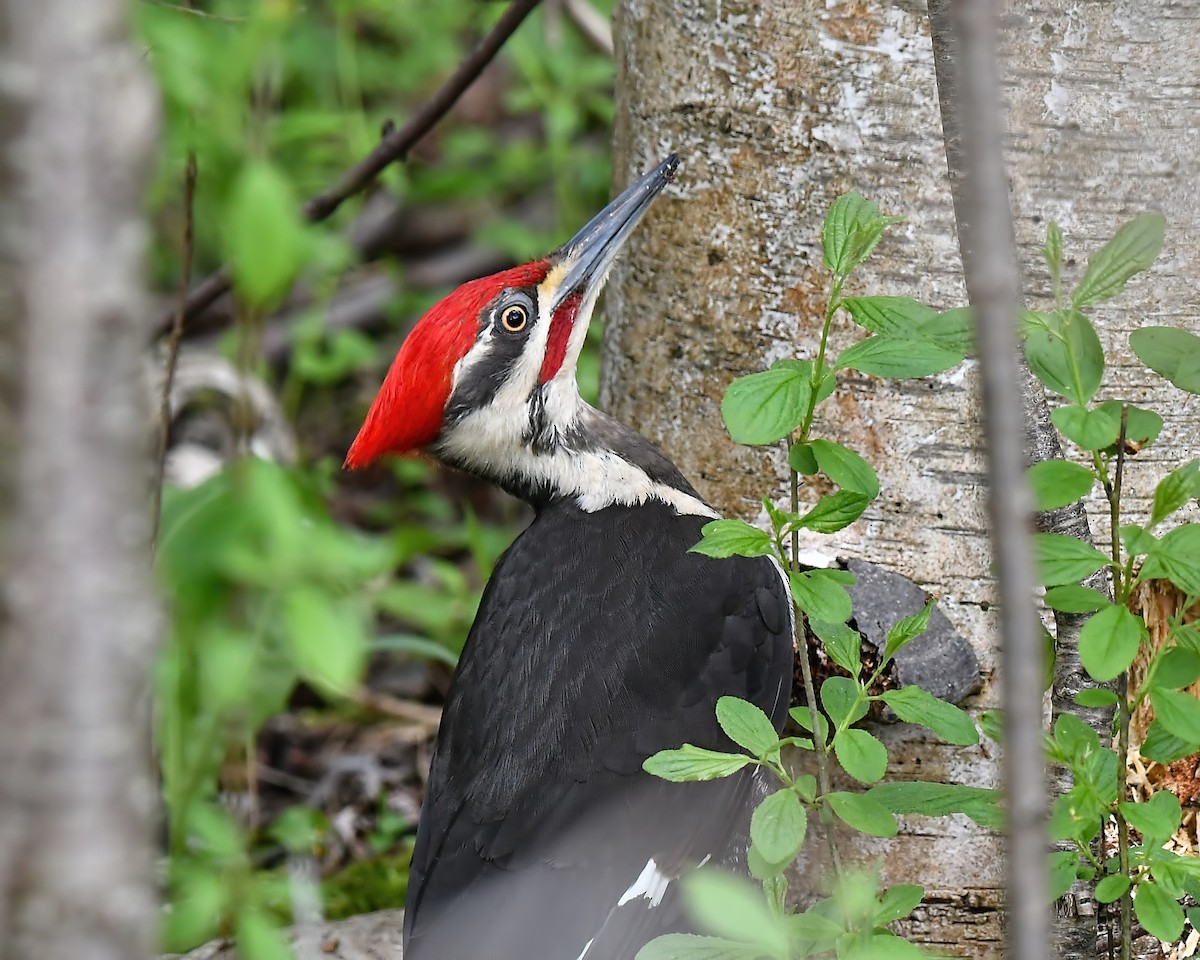 Pileated Woodpecker - Ed McAskill