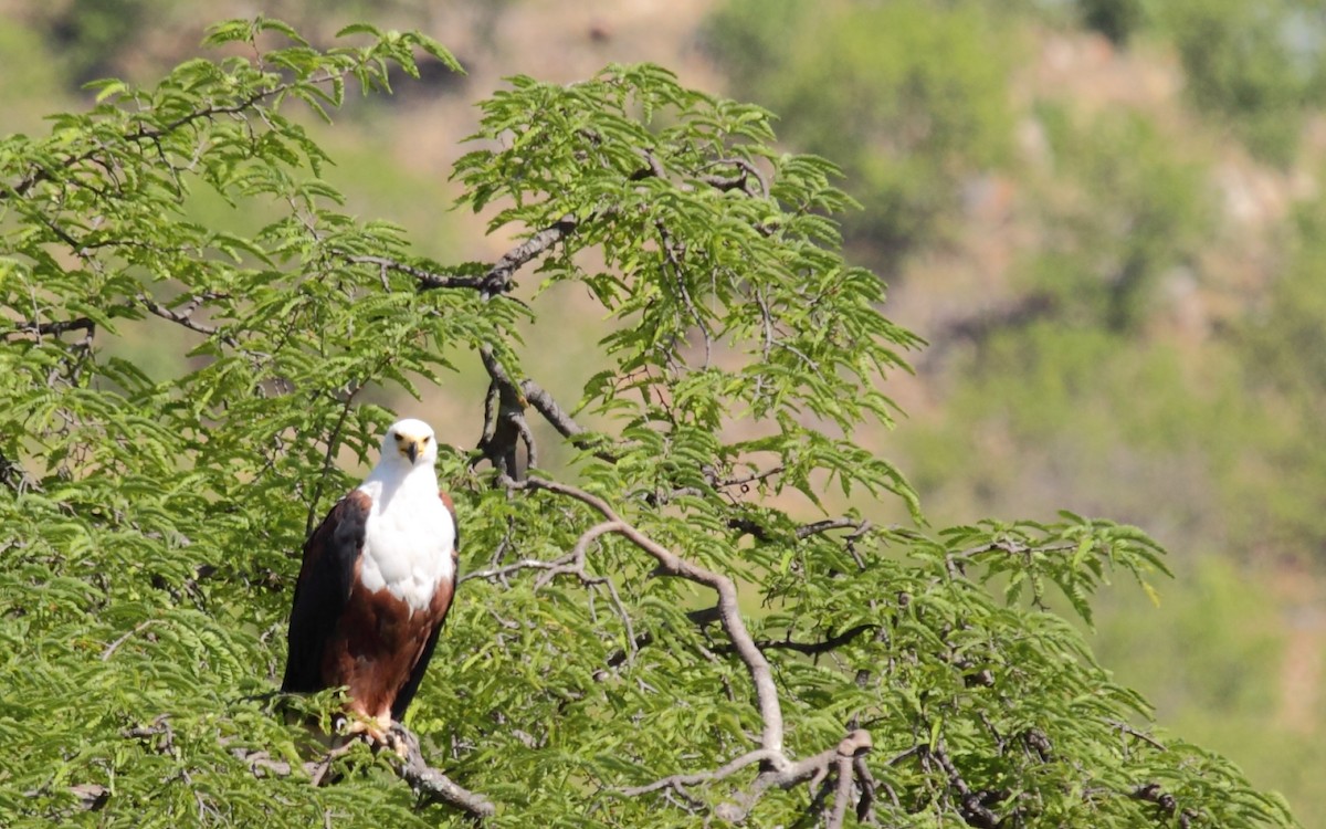 African Fish-Eagle - ML239983781