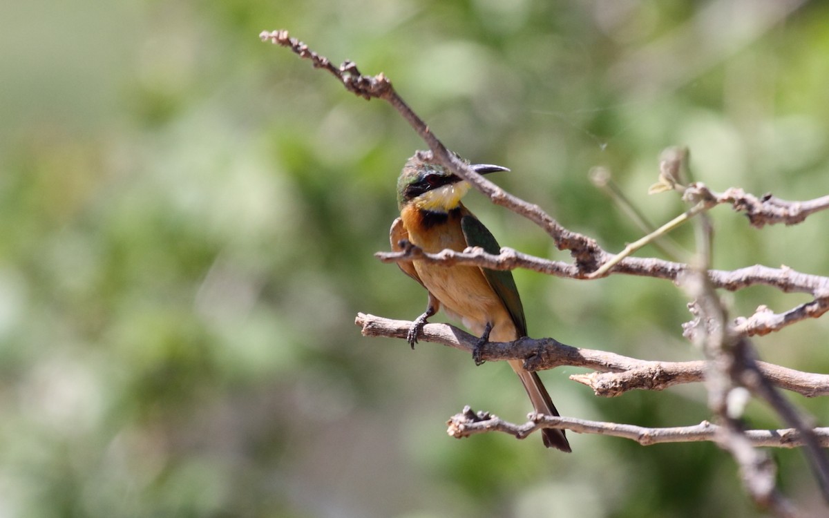 Little Bee-eater - ML239986631