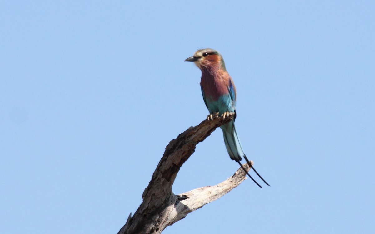 Lilac-breasted Roller - ML239986671