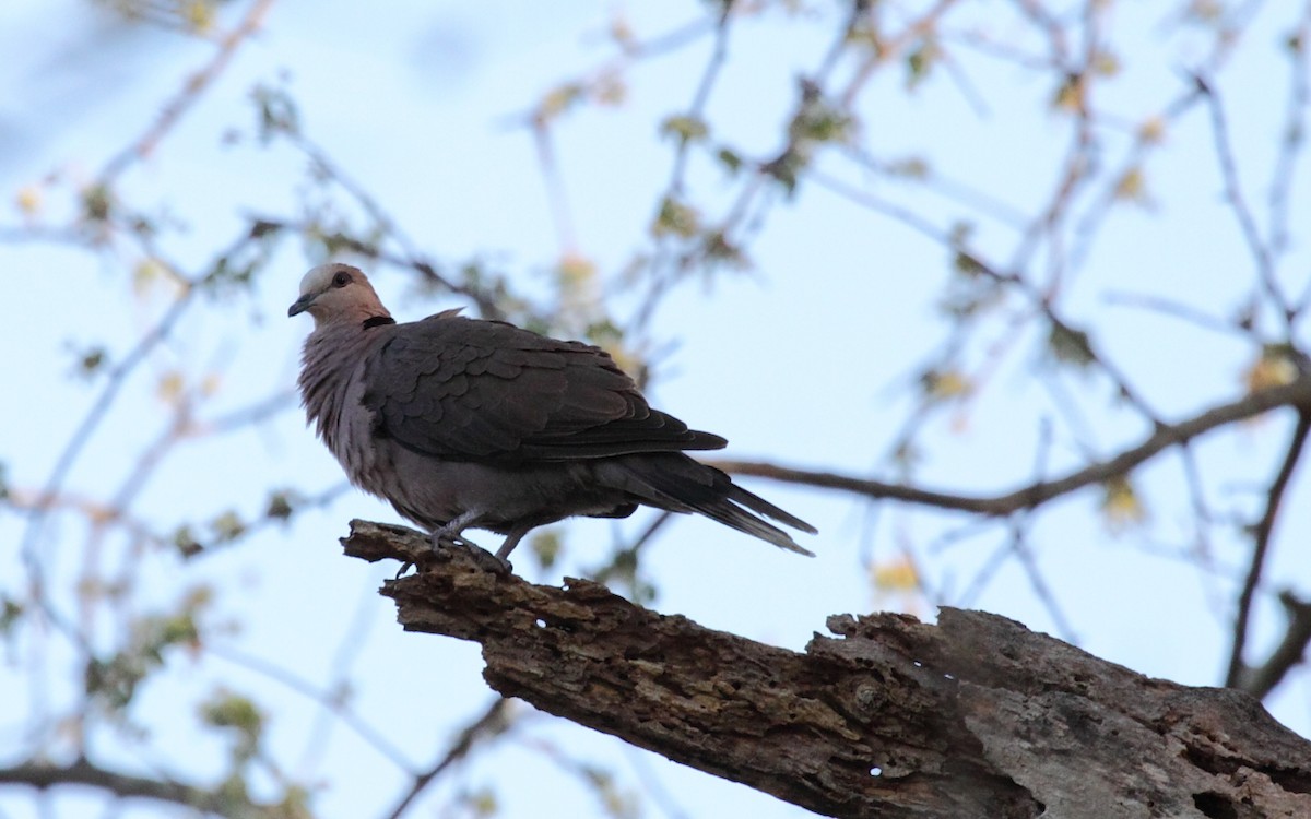 Red-eyed Dove - ML239987551