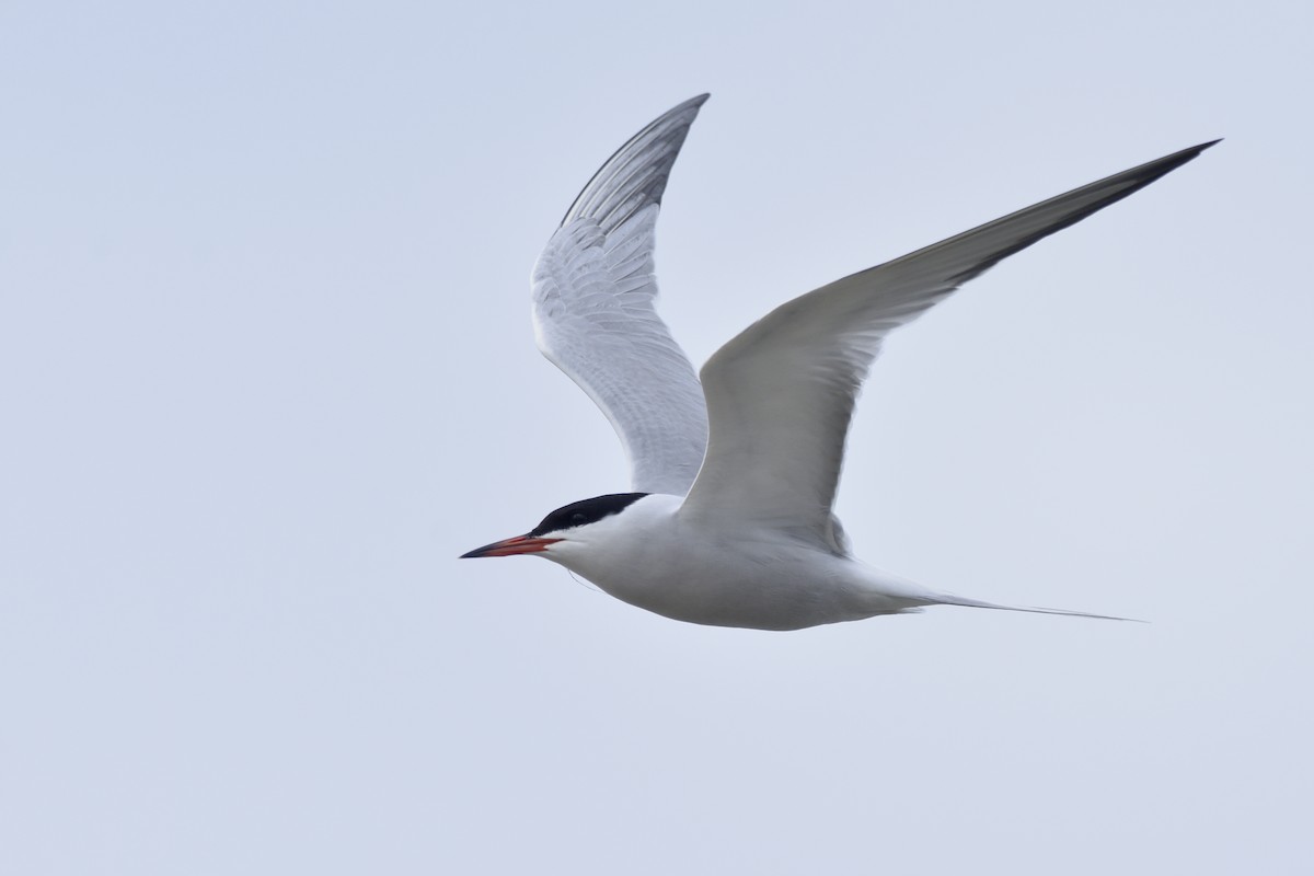 Common Tern - ML239991791