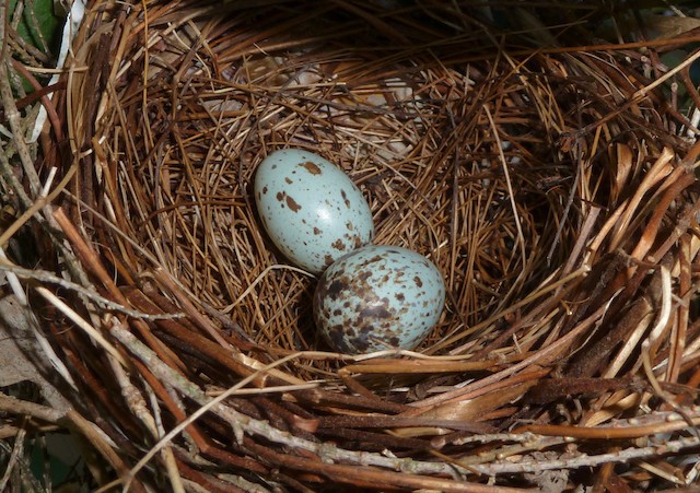 Northern Cardinal eggs. - Northern Cardinal - 
