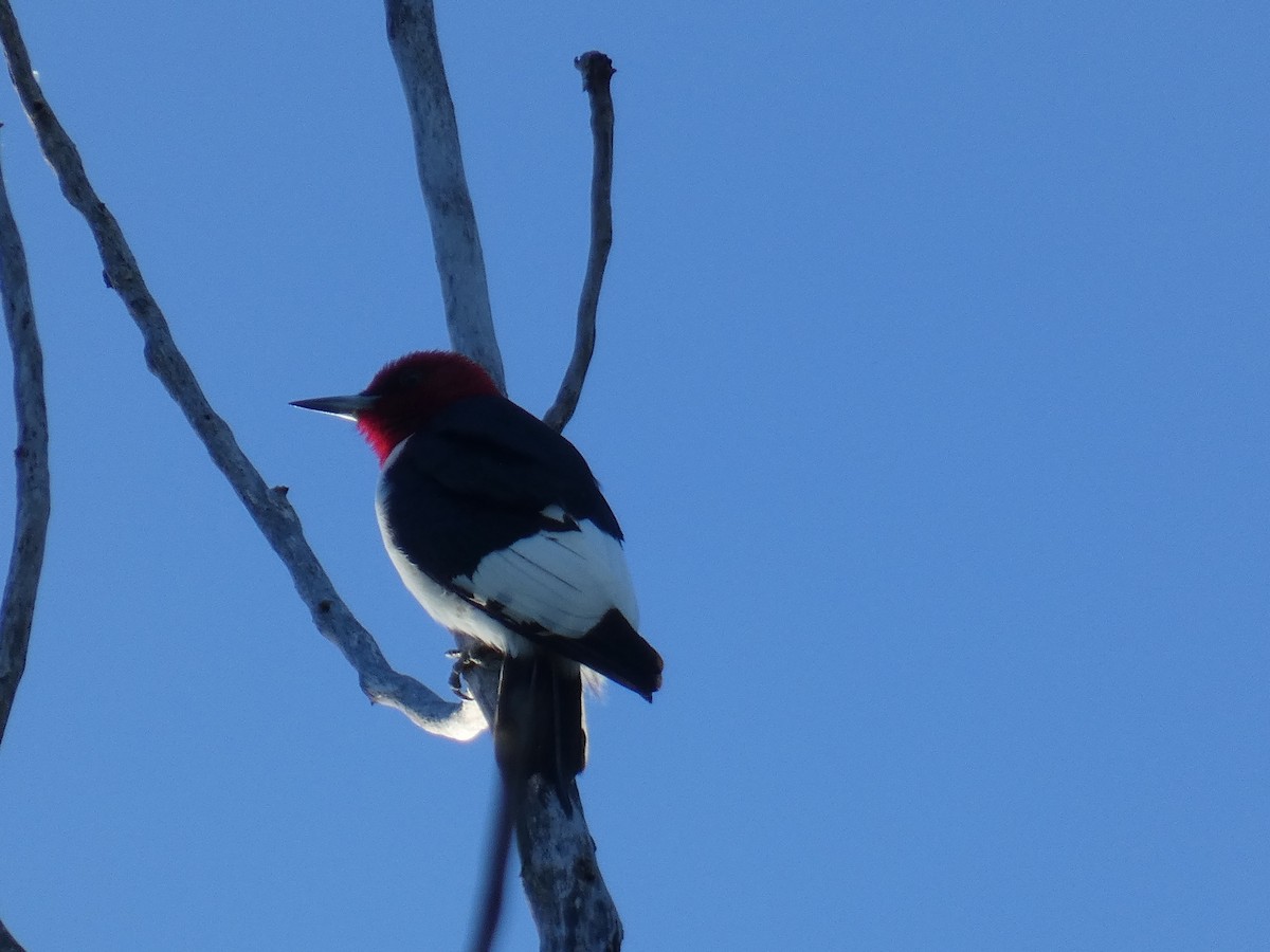 Red-headed Woodpecker - David Riddle
