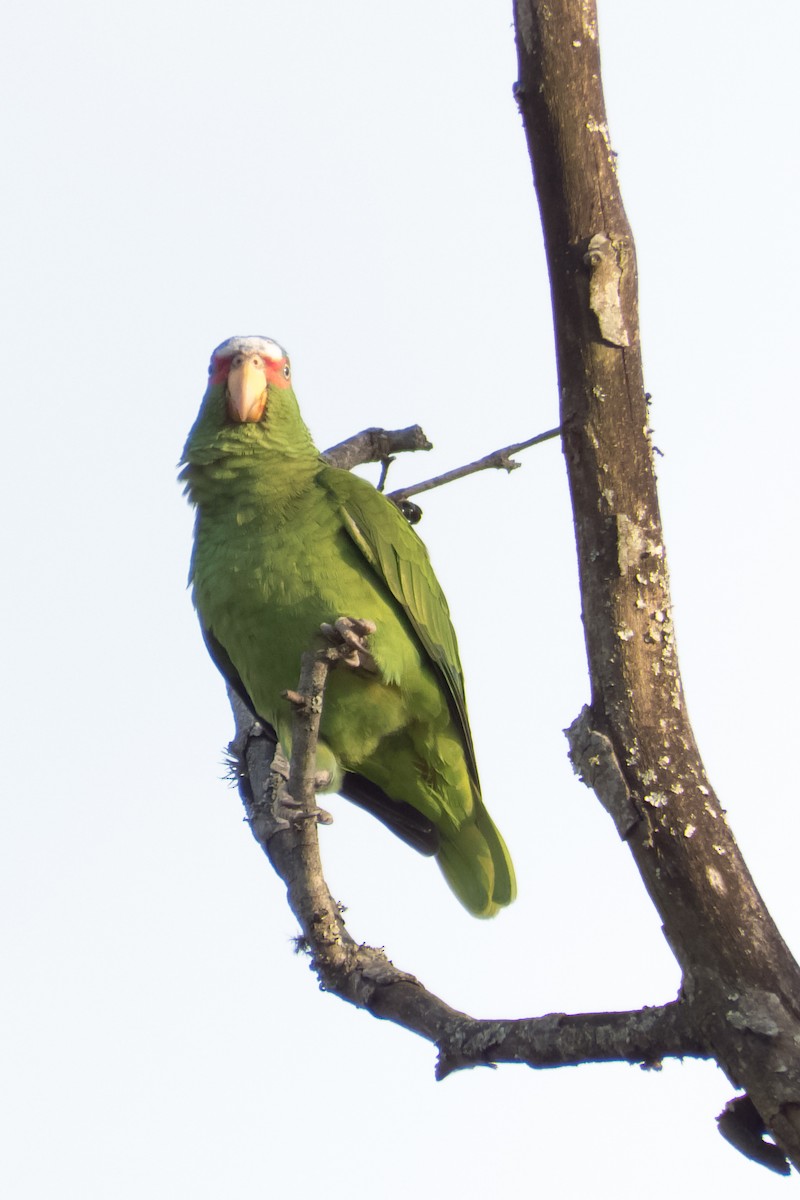 White-fronted Parrot - ML23999551