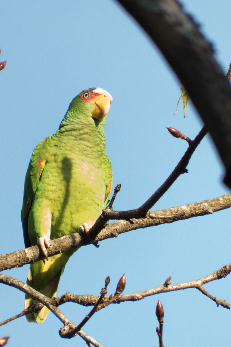 White-fronted Parrot - ML23999561