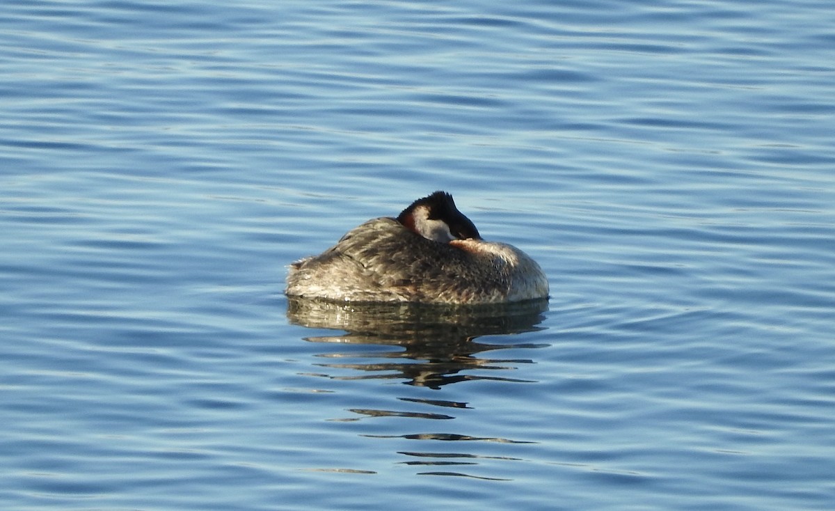 Red-necked Grebe - ML239995861