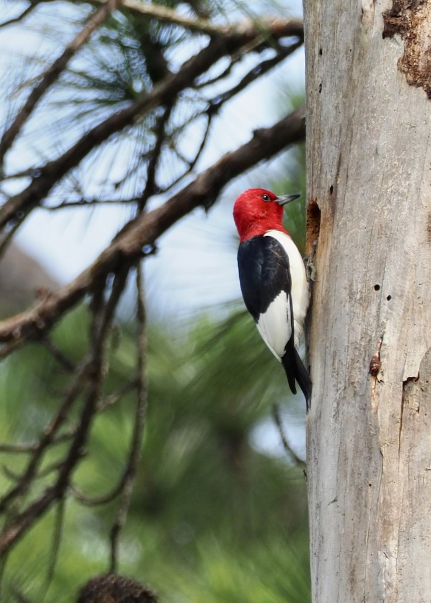Red-headed Woodpecker - ML239995891