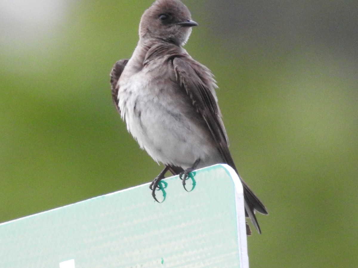 Northern Rough-winged Swallow - Laura Mae