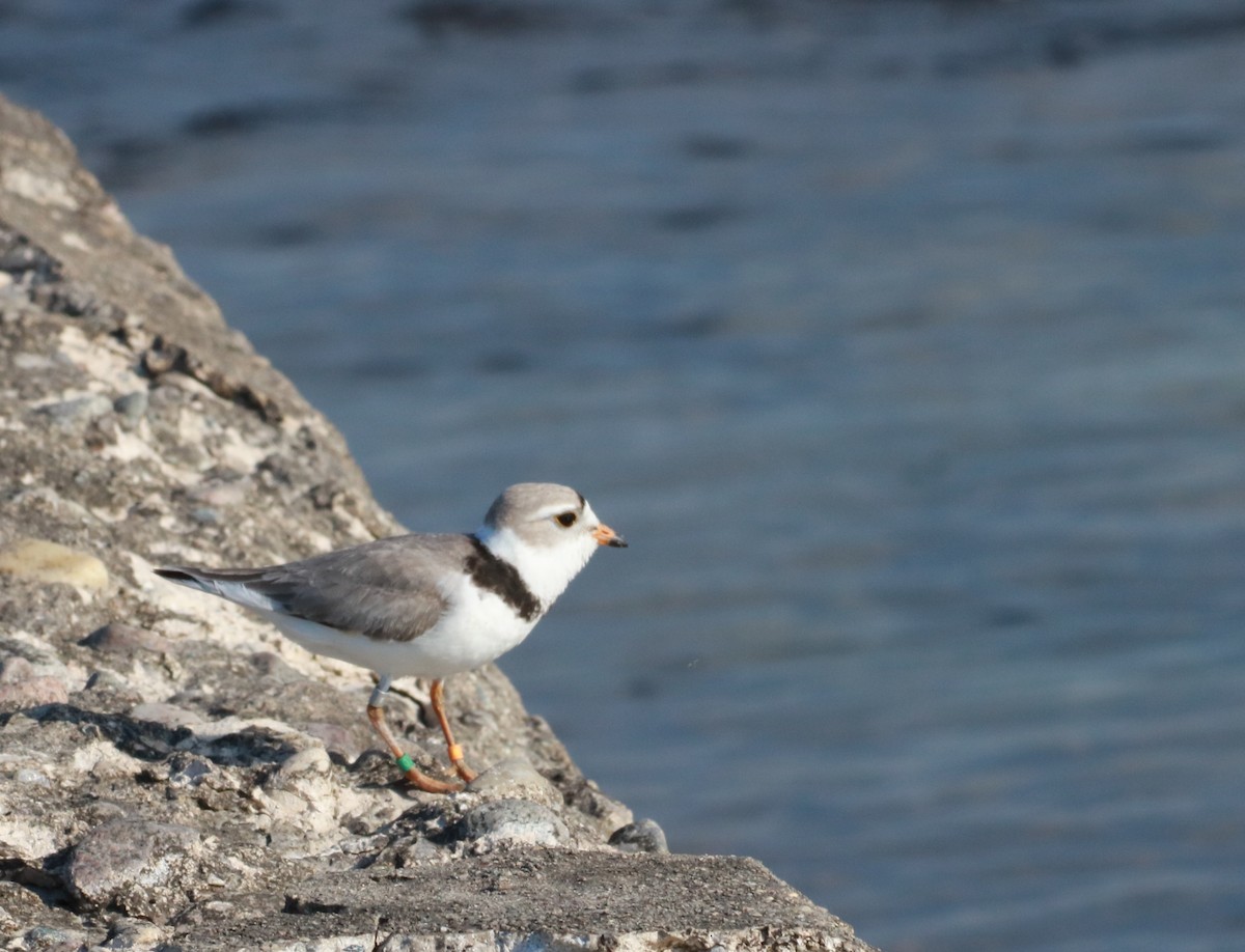 Piping Plover - ML240003331