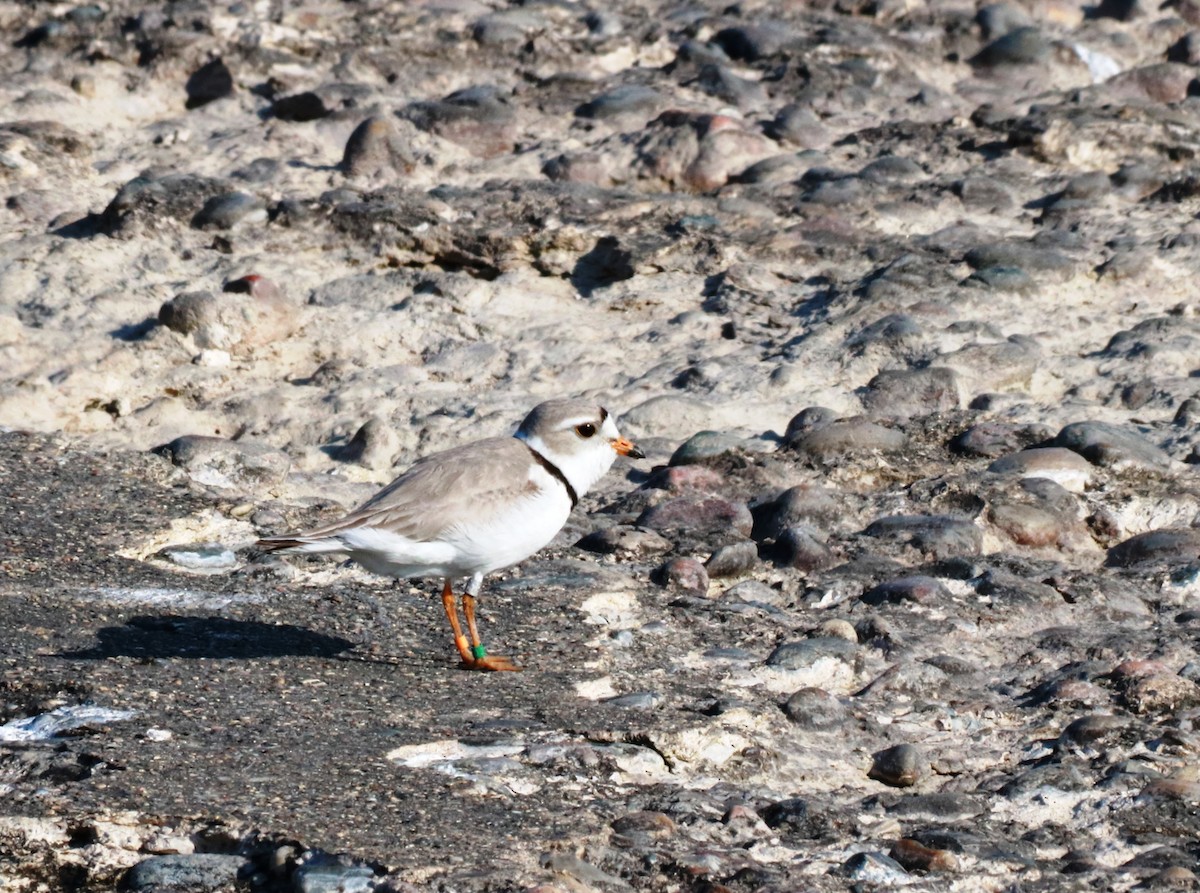 Piping Plover - ML240003341