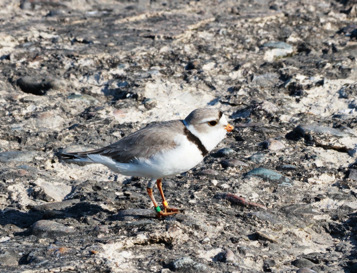 Piping Plover - ML240003361