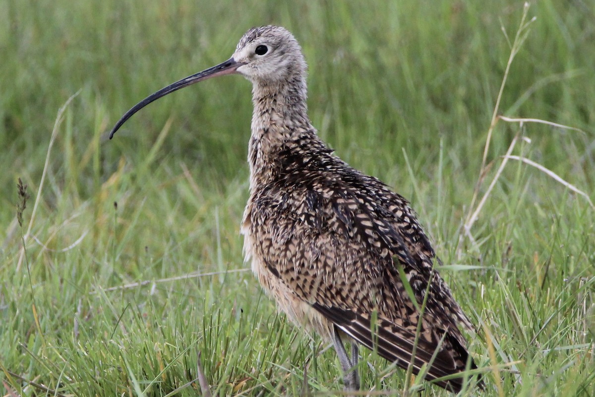 Long-billed Curlew - ML240003851