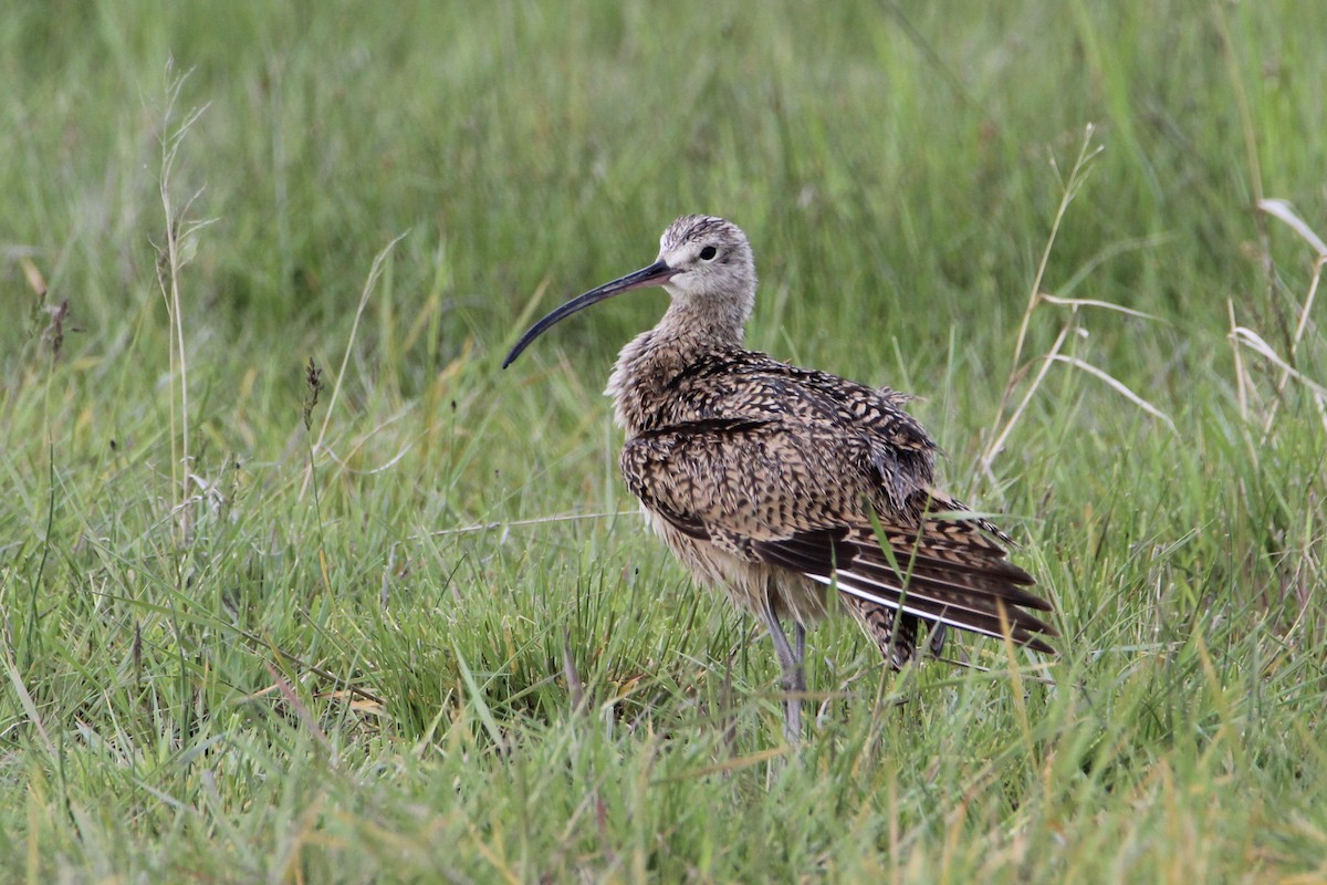 Long-billed Curlew - ML240003931