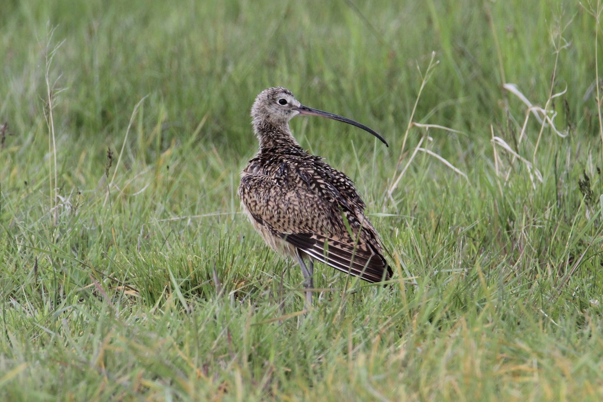 Long-billed Curlew - ML240003971