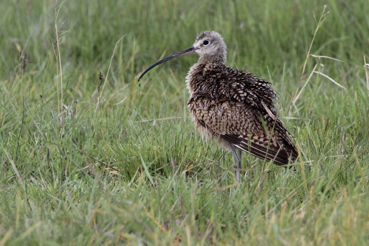 Long-billed Curlew - ML240004071