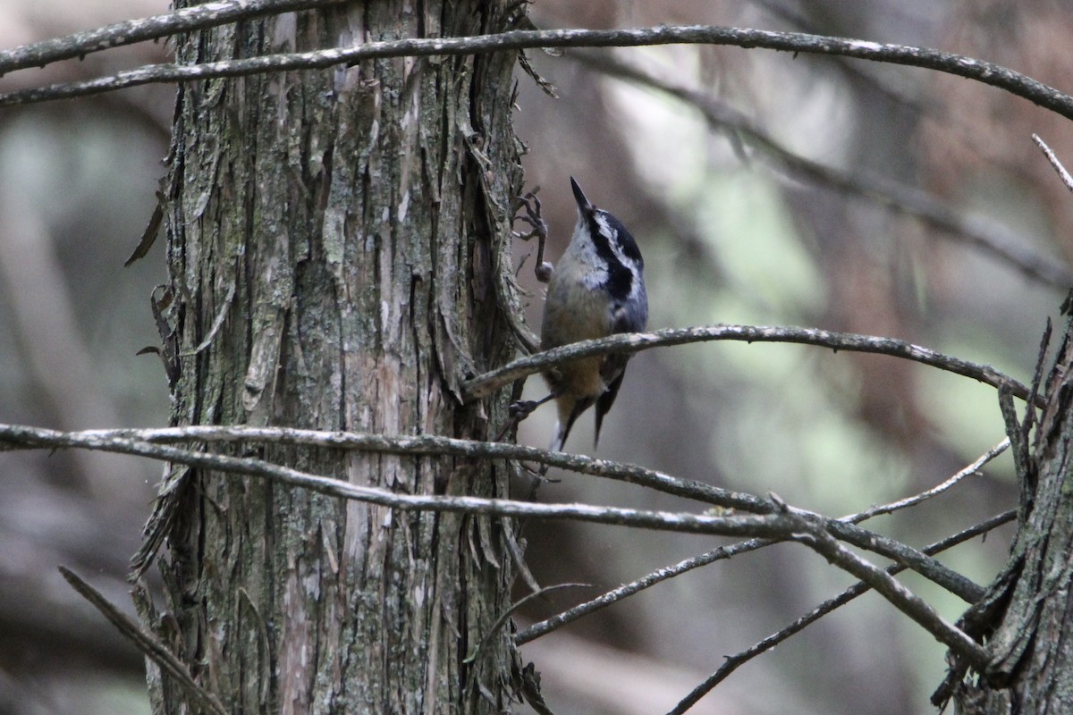 Red-breasted Nuthatch - Bobby Walz
