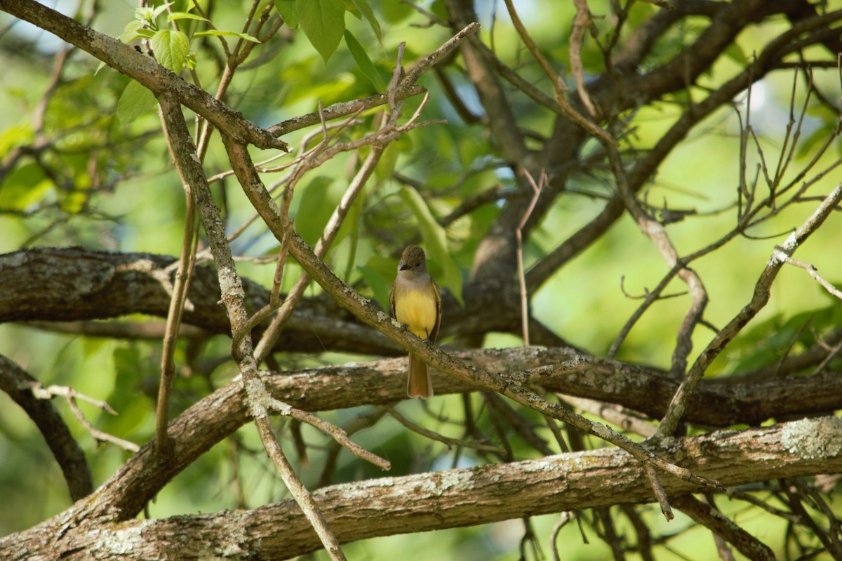 Great Crested Flycatcher - ML240014011