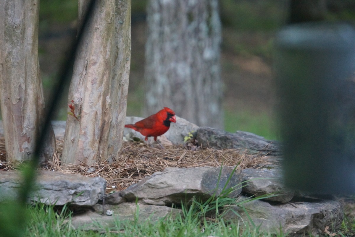 Northern Cardinal - Michelle Cheng