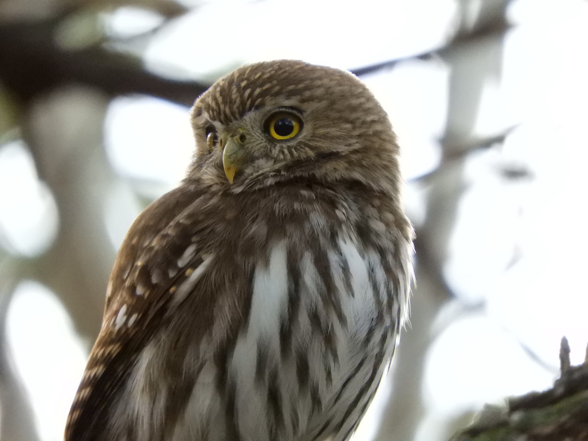 Ferruginous Pygmy-Owl - ML240016541