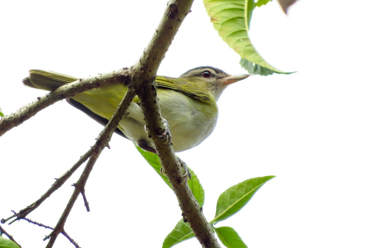 Red-eyed/Chivi Vireo - ML24001681