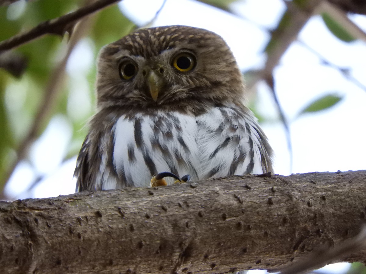Ferruginous Pygmy-Owl - ML240016881