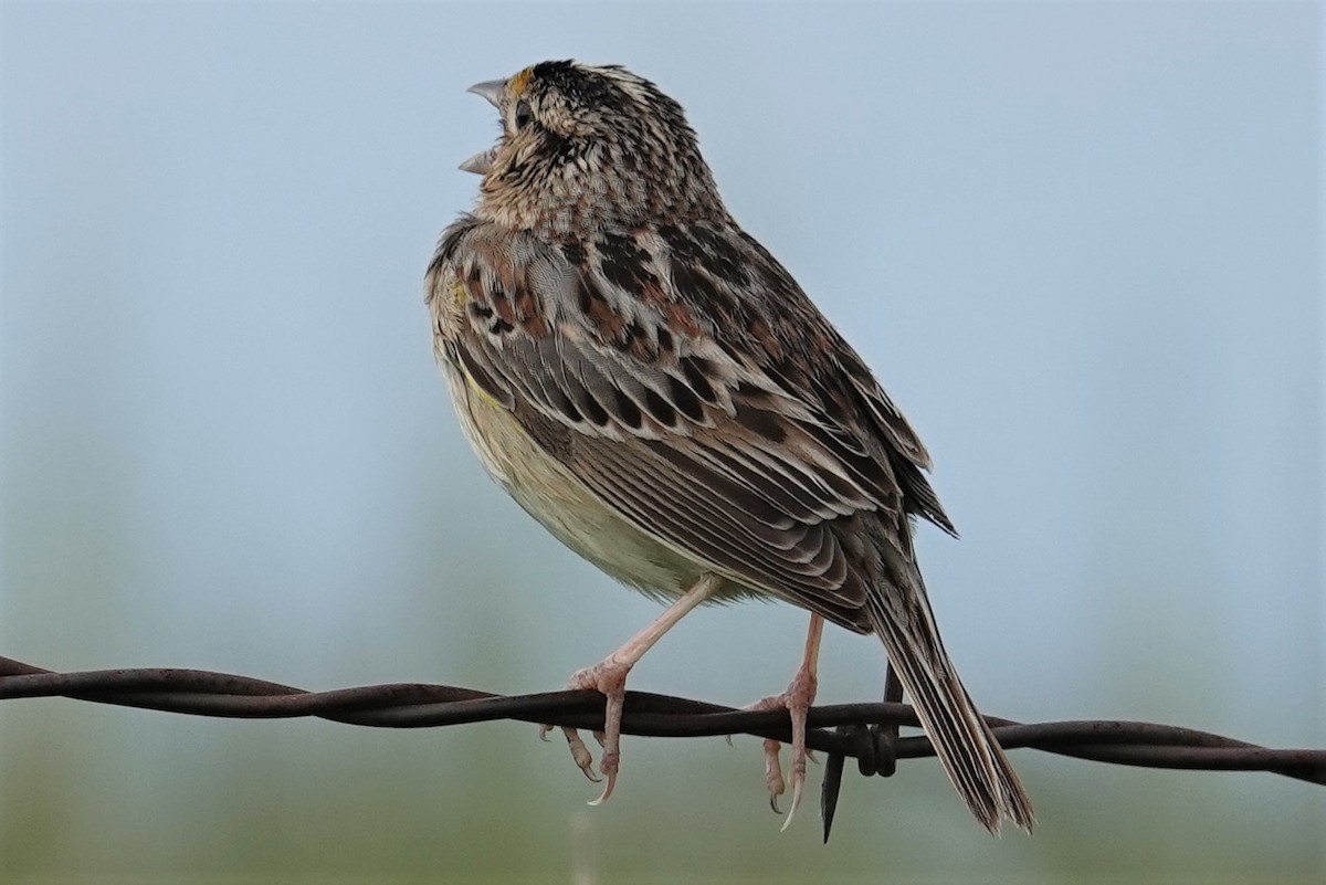 Grasshopper Sparrow - ML240019581