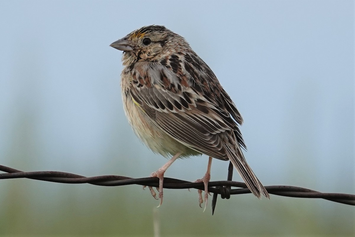 Grasshopper Sparrow - Mark Robbins