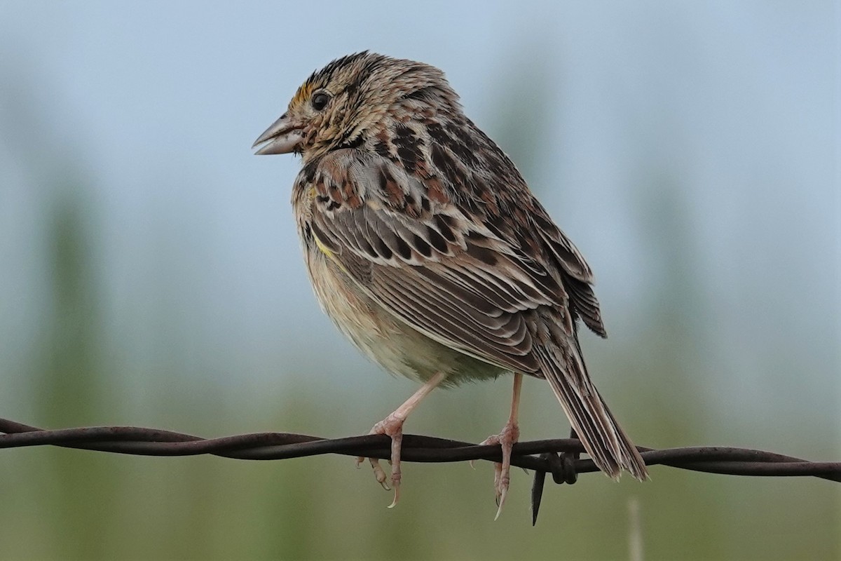 Grasshopper Sparrow - ML240019601