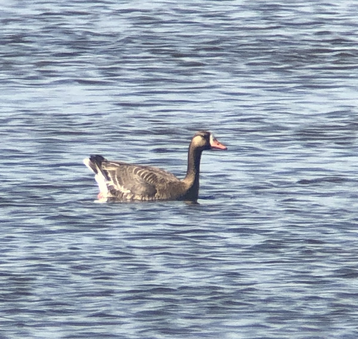 Greater White-fronted Goose - ML240022481