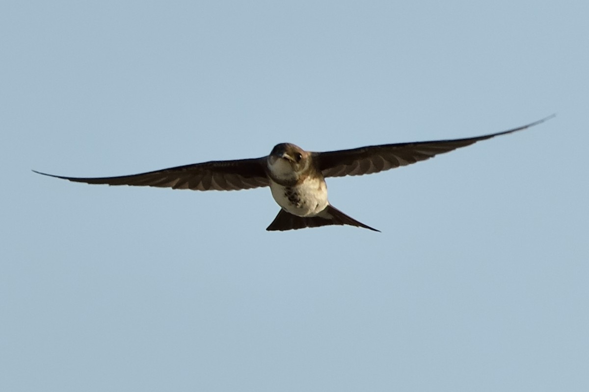 Brown-chested Martin - ML240022651