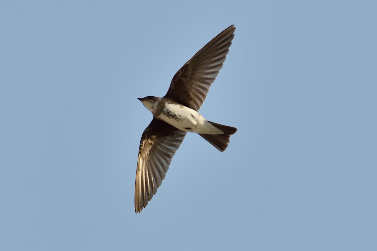 Brown-chested Martin - ML240022661