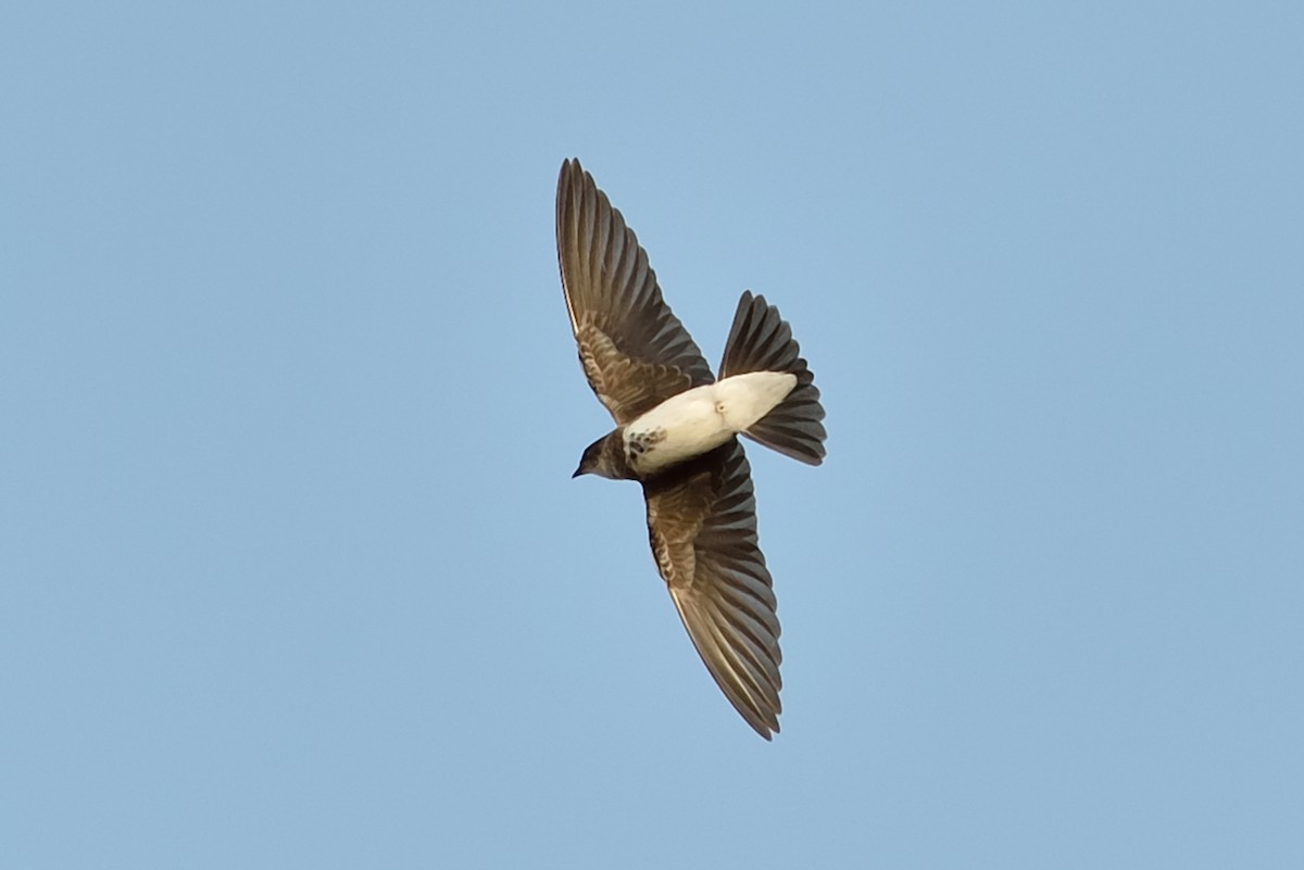 Brown-chested Martin - ML240022671