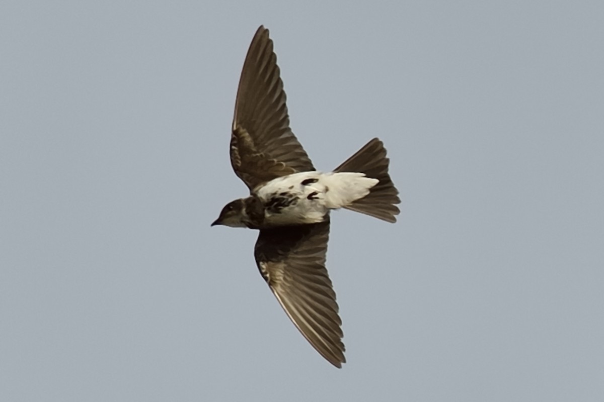 Brown-chested Martin - ML240022701