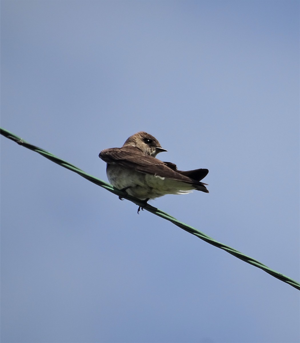 Northern Rough-winged Swallow - Su Snyder