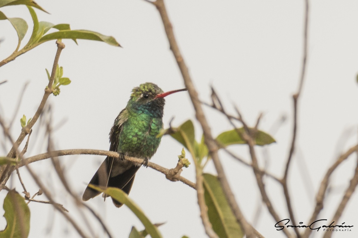 Broad-billed Hummingbird - Sonia Galván