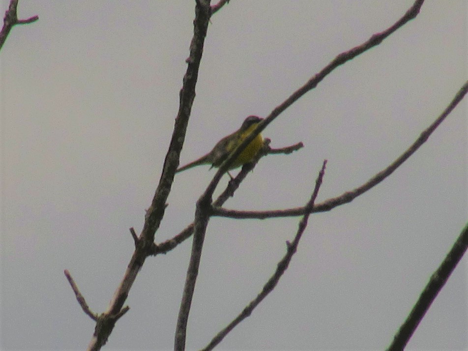 Yellow-breasted Chat - ML240029521