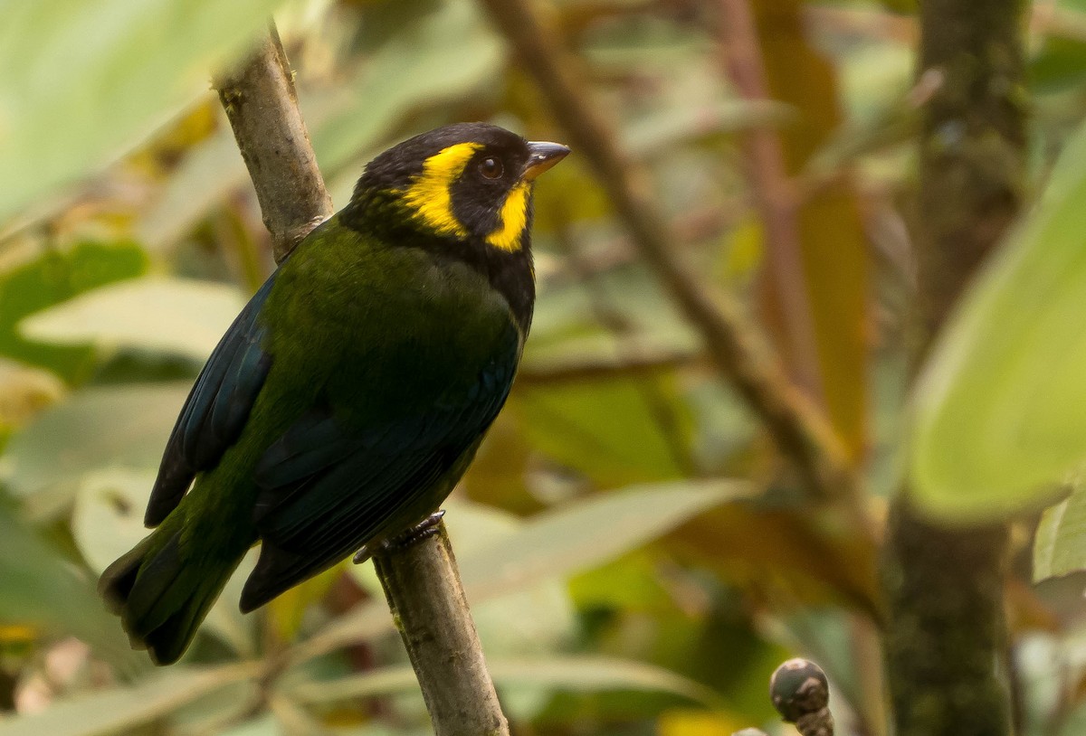 Gold-ringed Tanager - ML24003391
