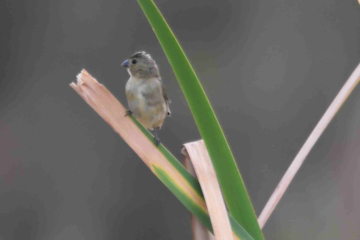 Yellow-bellied Seedeater - ML240036021