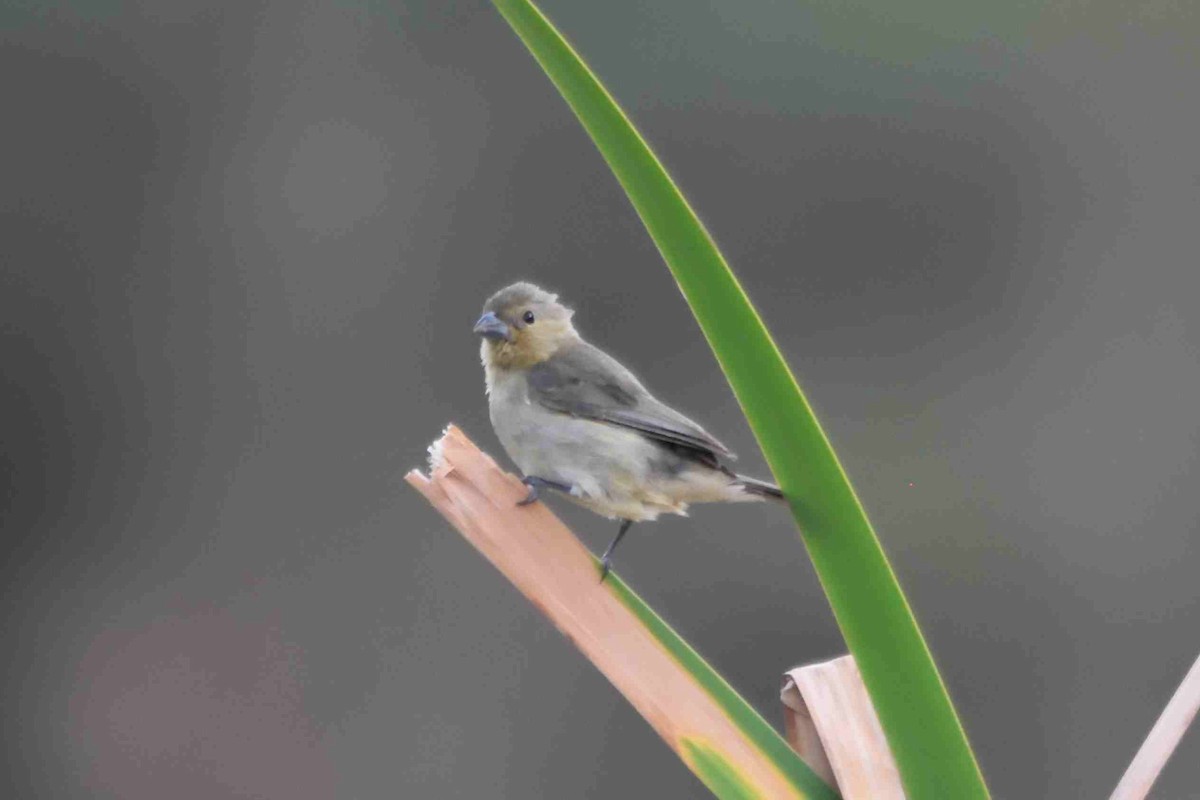 Yellow-bellied Seedeater - ML240036061