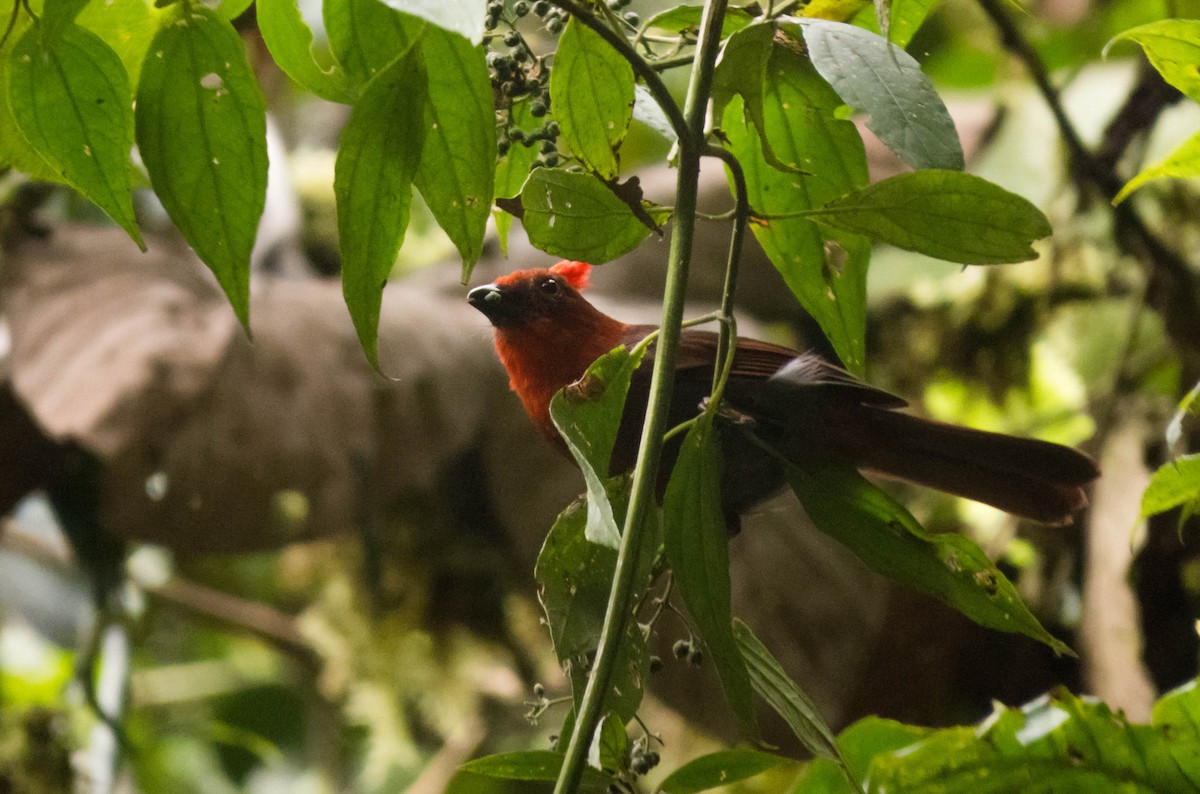 Crested Ant-Tanager - ML24003721
