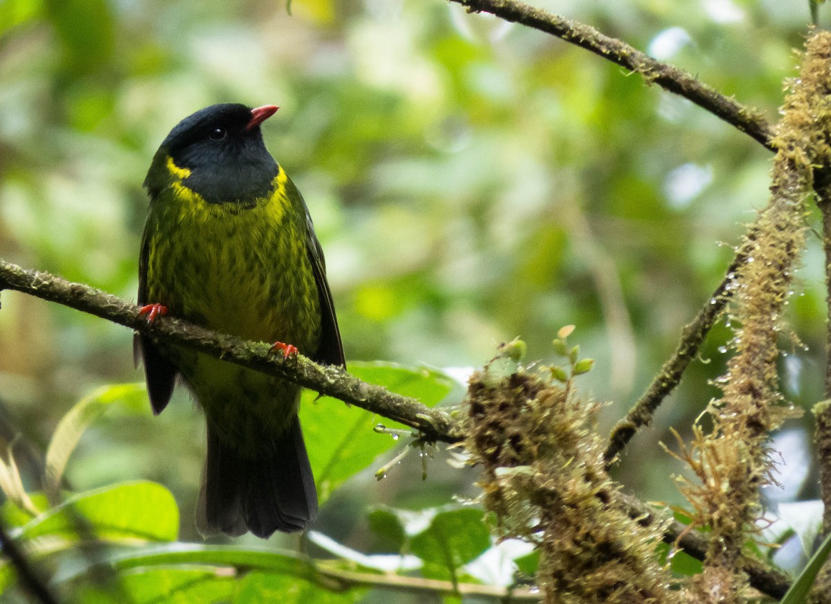 Green-and-black Fruiteater - ML24003781