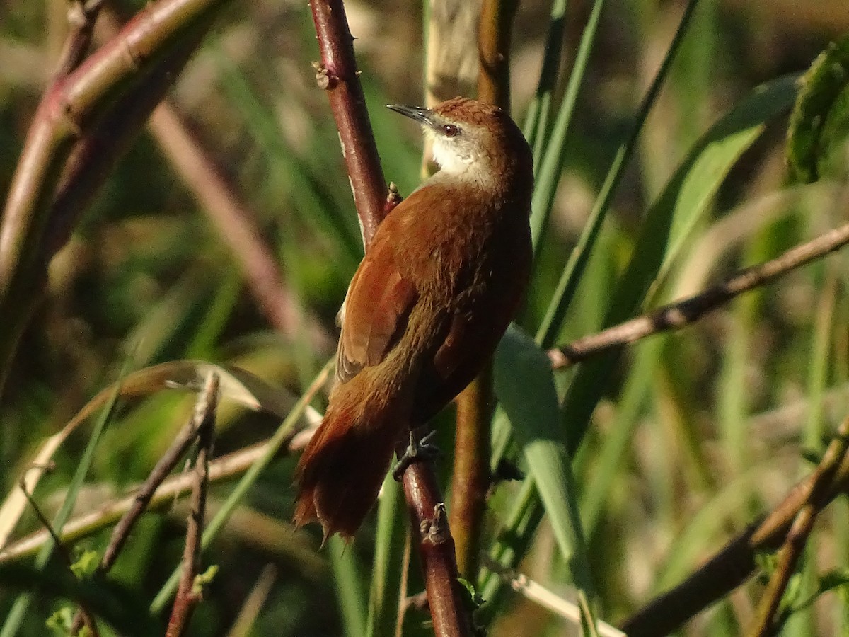 Yellow-chinned Spinetail - Andrés de Miguel