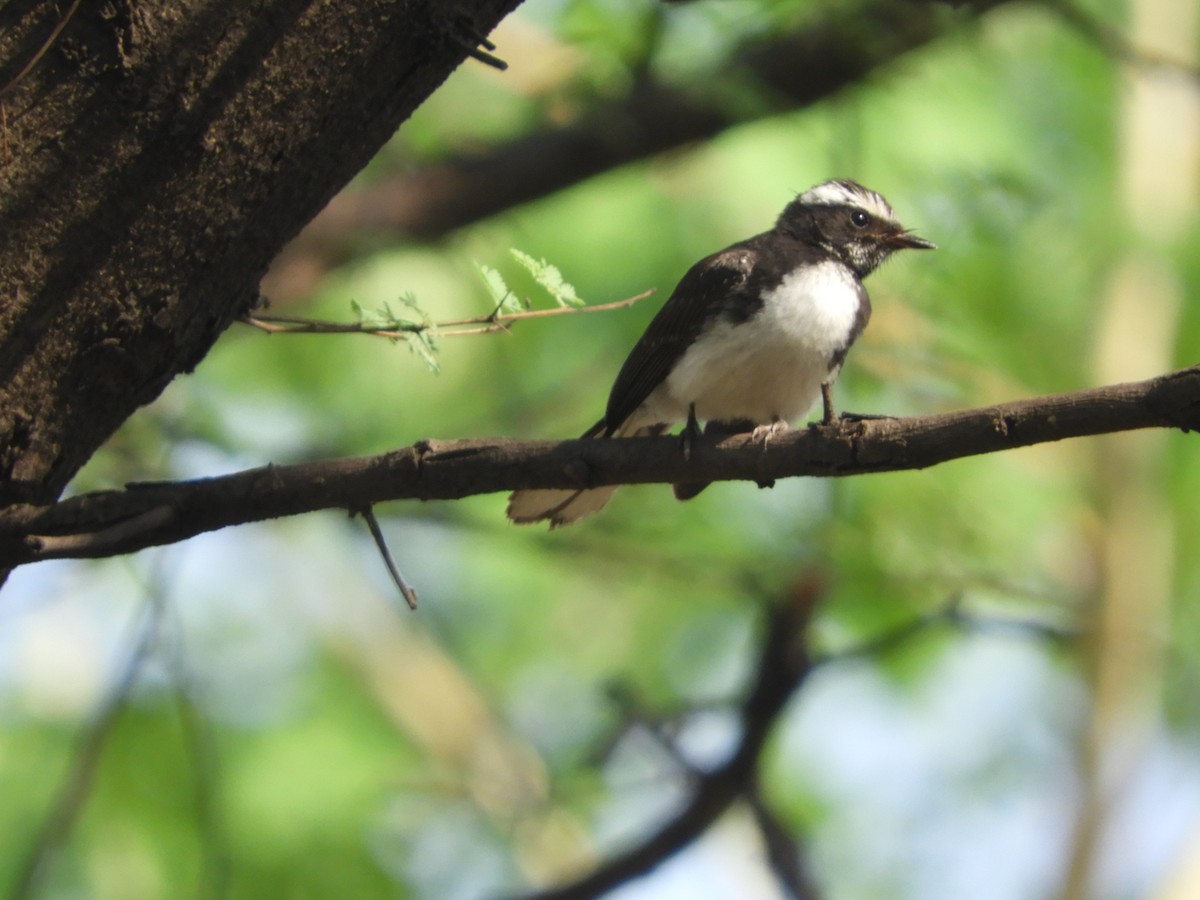 White-browed Fantail - ML240044501